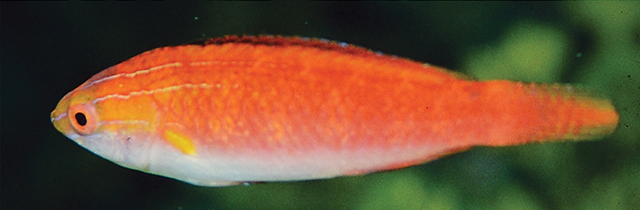 莫氏丝隆头鱼(Cirrhilabrus morrisoni)