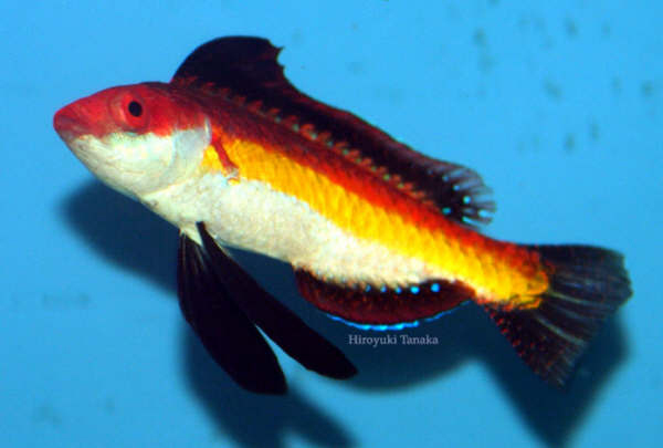 中恒氏丝隆头鱼(Cirrhilabrus naokoae)