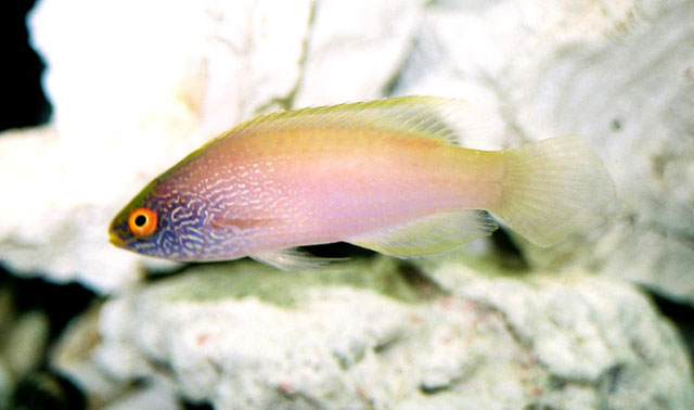 菱体丝隆头鱼(Cirrhilabrus rhomboidalis)