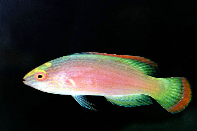 红缘丝隆头鱼(Cirrhilabrus rubrimarginatus)