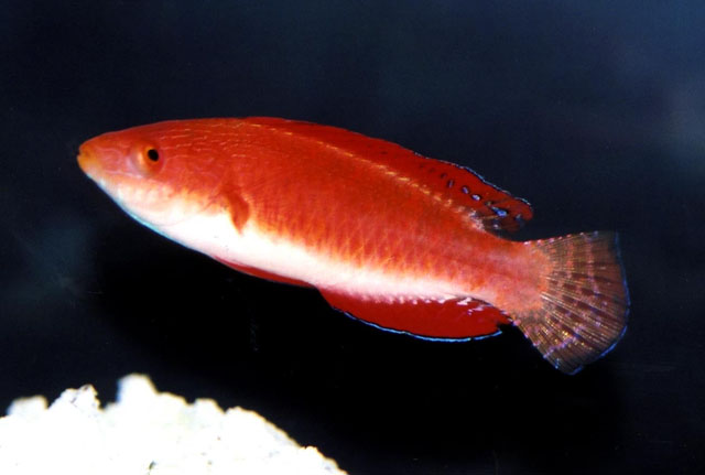红翼丝隆头鱼(Cirrhilabrus rubripinnis)