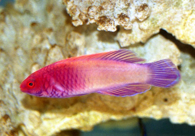 红鳞丝隆头鱼(Cirrhilabrus rubrisquamis)