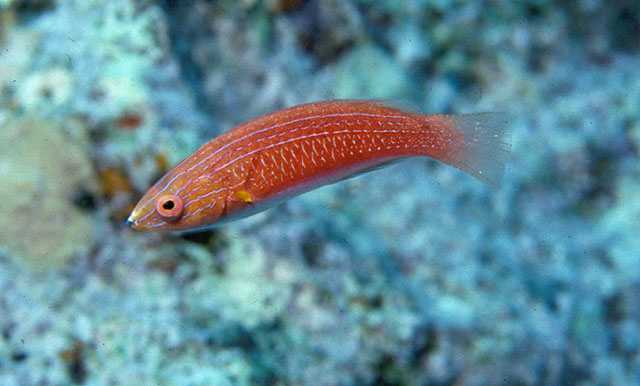 红腹丝隆头鱼(Cirrhilabrus rubriventralis)