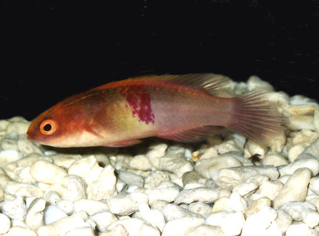 血身丝隆头鱼(Cirrhilabrus sanguineus)