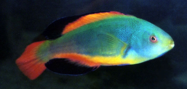 暗丝隆头鱼(Cirrhilabrus scottorum)