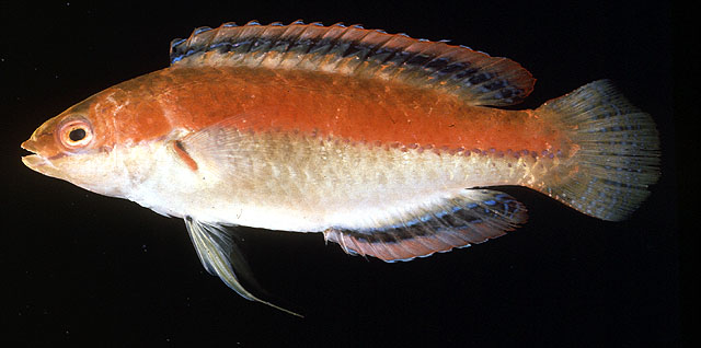 丁氏丝隆头鱼(Cirrhilabrus temminckii)