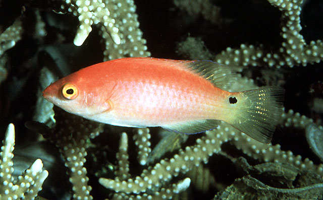 瓦氏丝隆头鱼(Cirrhilabrus walindi)