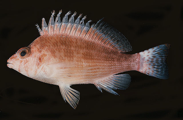 布氏金䱵(Cirrhitichthys bleekeri)