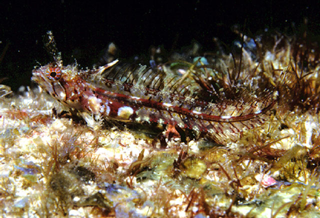冠毛鳚(Cirriemblemaria lucasana)
