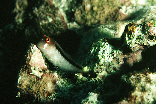 多斑穗肩鳚(Cirripectes polyzona)