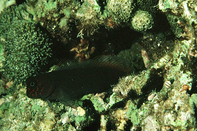暗褐穗肩鳚(Cirripectes variolosus)