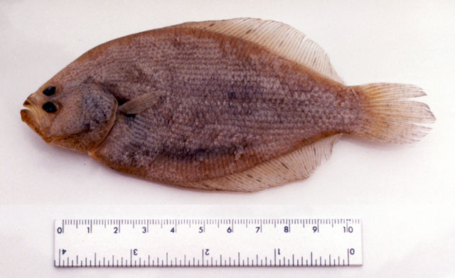 扁平副棘鲆(Citharichthys platophrys)