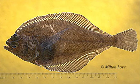 黄点副棘鲆(Citharichthys xanthostigma)