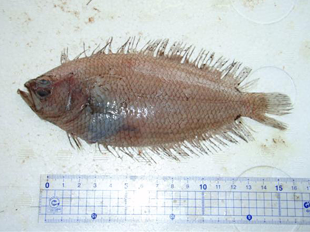 菲律宾拟棘鲆(Citharoides macrolepidotus)