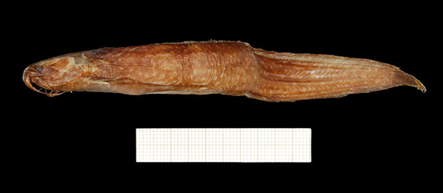 异头耀鲇(Clariallabes heterocephalus)