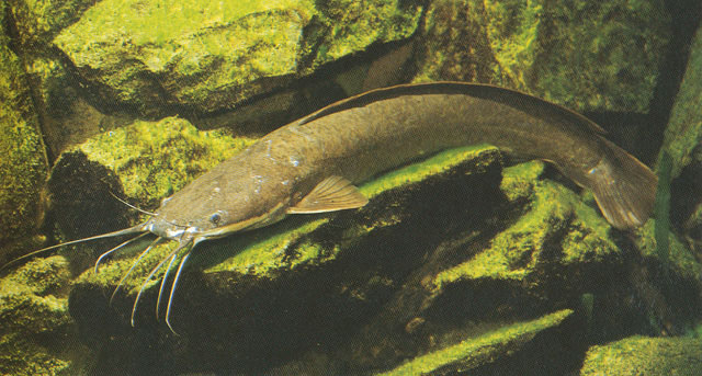 尖齿胡鲇(Clarias gariepinus)