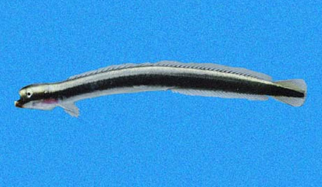 克氏小带虾虎(Clarkichthys bilineatus)
