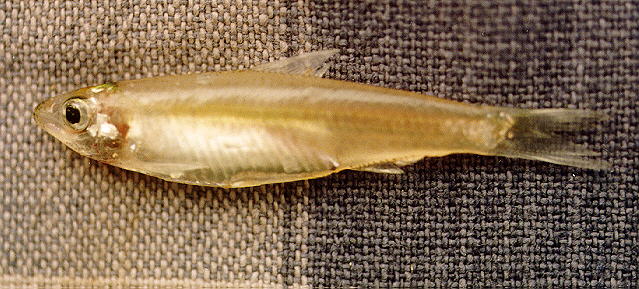 泰国锯齿鲱(Clupeichthys aesarnensis)