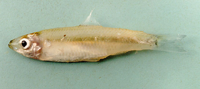 纵纹锯齿鲱(Clupeichthys goniognathus)