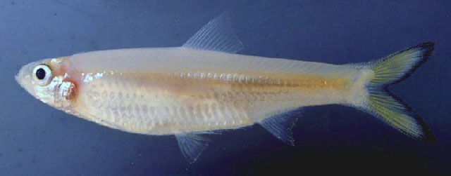 婆罗洲似鲱(Clupeoides borneensis)