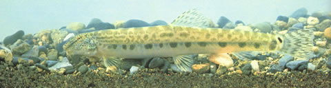 中华鳅(Cobitis sinensis)