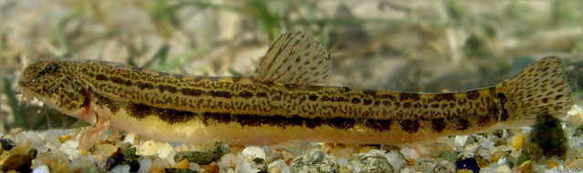 瘤鳅(Cobitis strumicae)