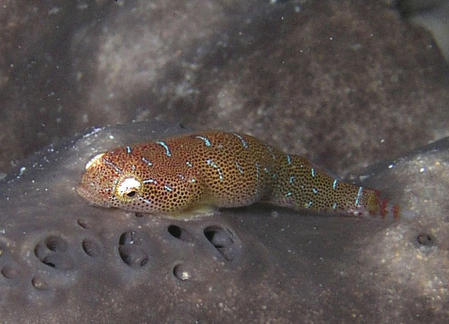 东方宽头喉盘鱼(Cochleoceps orientalis)