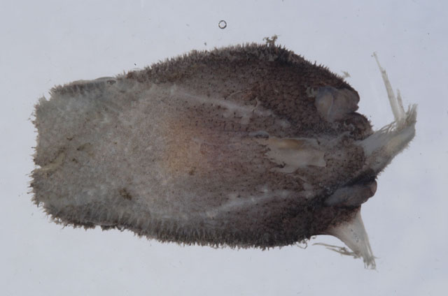 短尾腔蝠鱼(Coelophrys brevicaudata)
