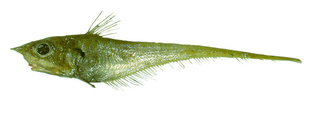 加勒比腔吻鳕(Coelorinchus caribbaeus)