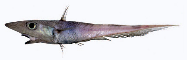 黑腹腔吻鳕(Coelorinchus celaenostomus)