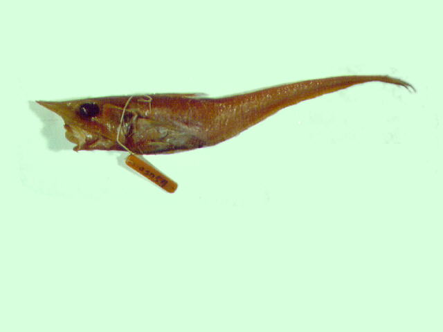台湾腔吻鳕(Coelorinchus formosanus)