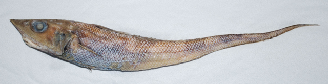 黑喉腔吻鳕(Coelorinchus fuscigulus)