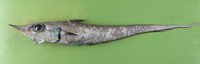 厚唇腔吻鳕(Coelorinchus labiatus)