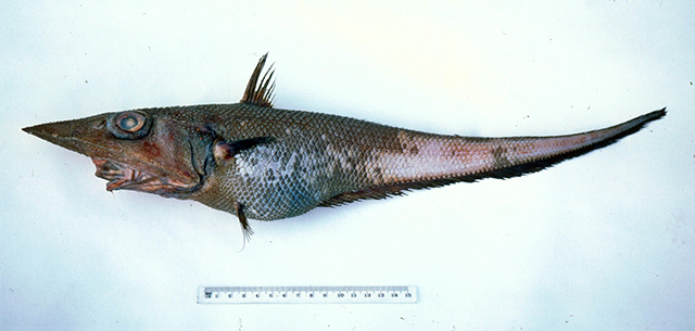 大吻腔吻鳕(Coelorinchus macrorhynchus)