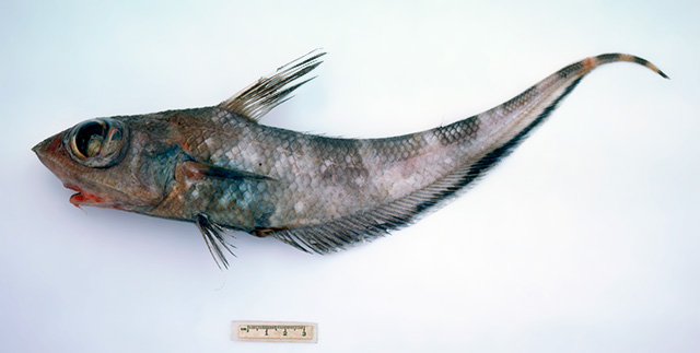 暗带腔吻鳕(Coelorinchus maurofasciatus)