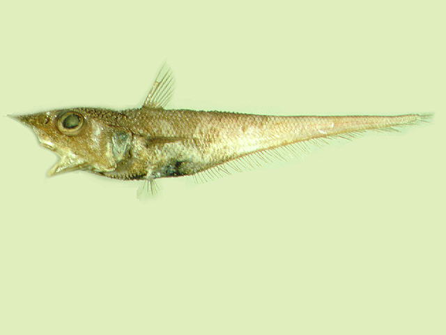 平棘腔吻鳕(Coelorinchus parallelus)
