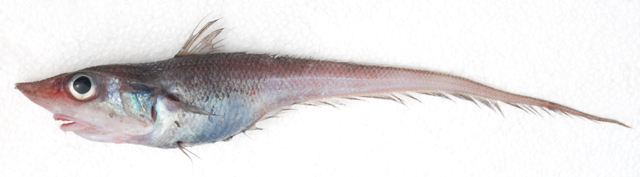 特氏腔吻鳕(Coelorinchus trunovi)