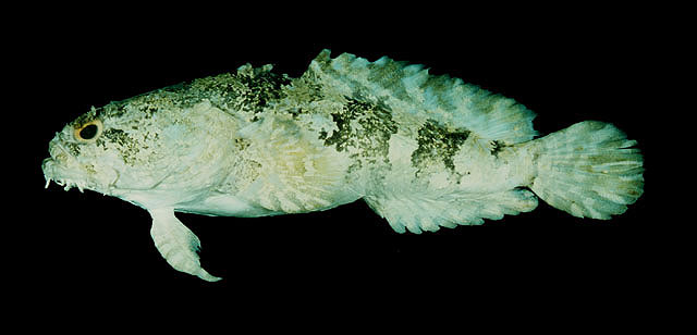 杜氏科利特蟾鱼(Colletteichthys dussumieri)