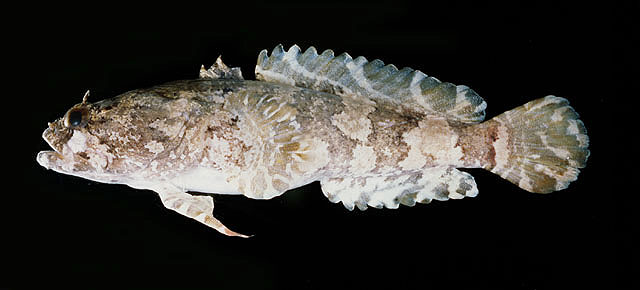 阿拉伯科利特蟾鱼(Colletteichthys occidentalis)