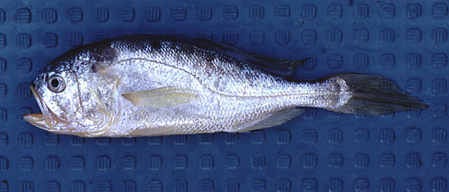棘头梅童鱼(Collichthys lucidus)