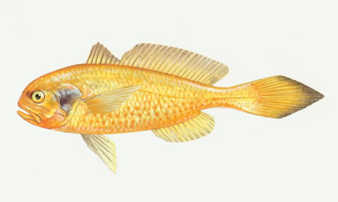 黑鳃梅童鱼(Collichthys niveatus)