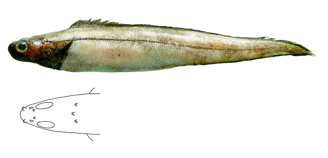 大眼短尾康吉鳗(Coloconger meadi)