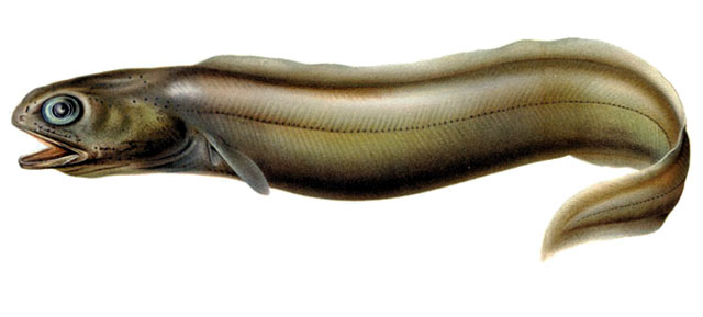 蛙头短尾康吉鳗(Coloconger raniceps)