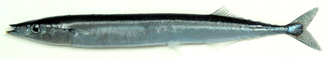 秋刀鱼(Cololabis saira)
