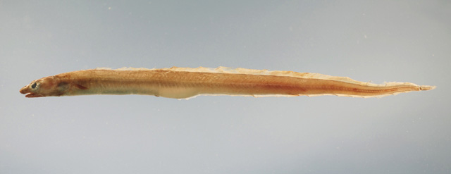 大洋康吉鳗(Conger oceanicus)