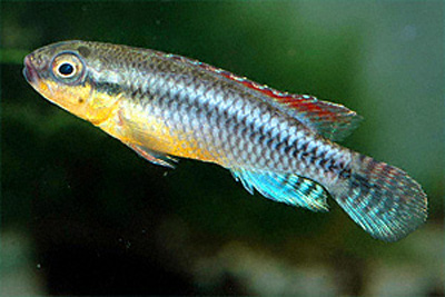 黄腹刚果丽鱼(Congochromis dimidiatus)