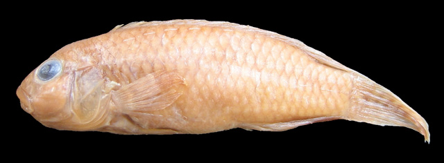 好閗刚果丽鱼(Congochromis pugnatus)