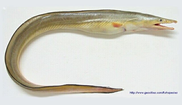 似原鹤海鳗(Congresox talabonoides)
