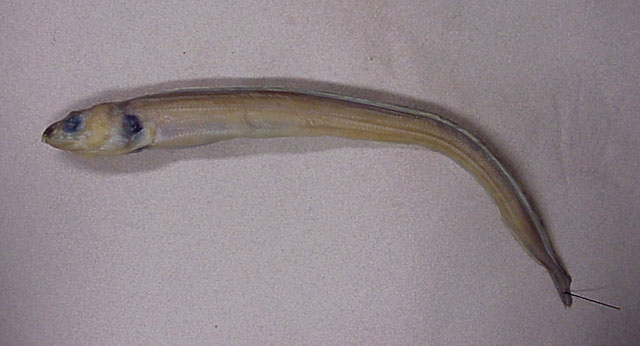 马克萨斯岛大口康鳗(Congriscus marquesaensis)
