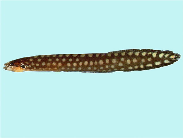 宽斑鳗鲷(Congrogadus amplimaculatus)